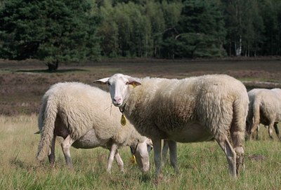 BUITEN BEELD Foto: 38821