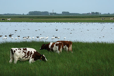 BUITEN BEELD Foto: 38822