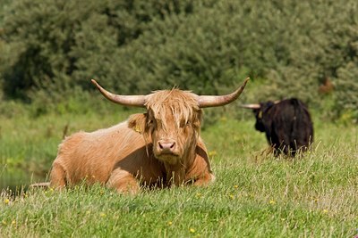 BUITEN BEELD Foto: 38827