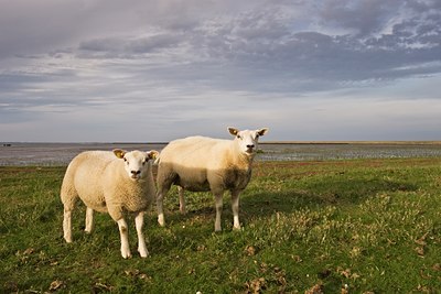 BUITEN BEELD Foto: 38829