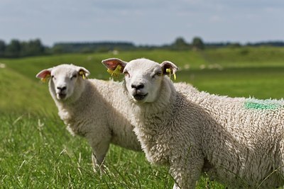 BUITEN BEELD Foto: 38842