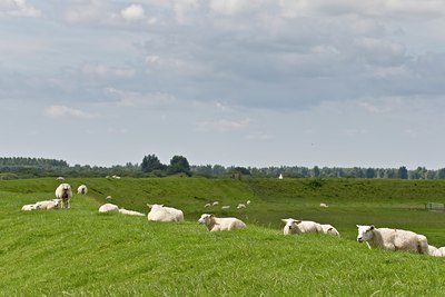 BUITEN BEELD Foto: 38843