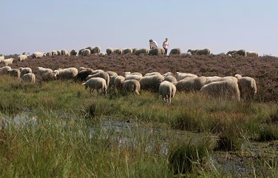BUITEN BEELD Foto: 38851