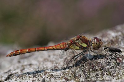 BUITEN BEELD Foto: 38862
