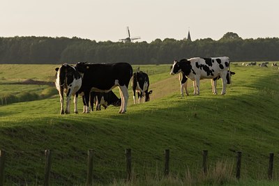 BUITEN BEELD Foto: 38866