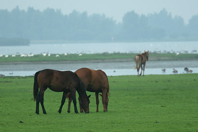 BUITEN BEELD Foto: 38877