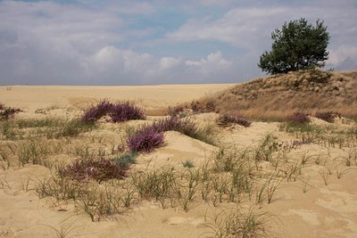 BUITEN BEELD Foto: 38883