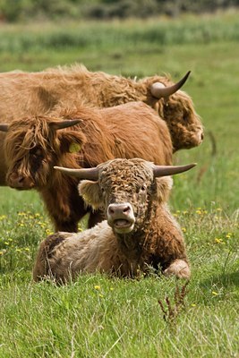 BUITEN BEELD Foto: 38888
