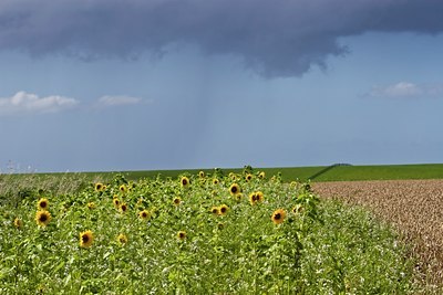 BUITEN BEELD Foto: 38892
