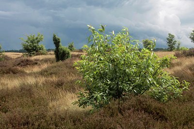 BUITEN BEELD Foto: 38907