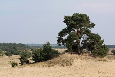 BUITEN BEELD Foto: 38920