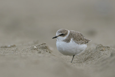 BUITEN BEELD Foto: 38933