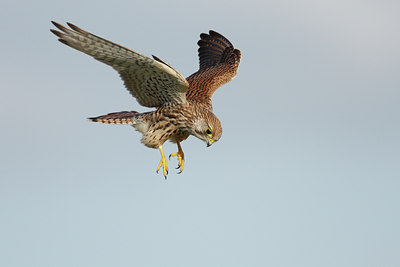 BUITEN BEELD Foto: 38935