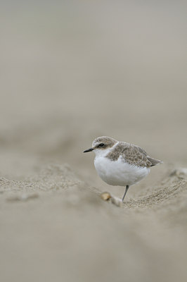BUITEN BEELD Foto: 38936