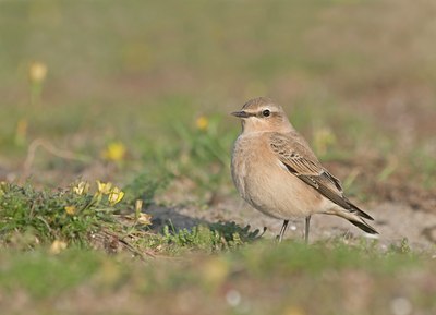 BUITEN BEELD Foto: 38946
