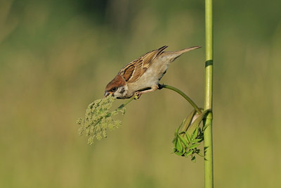 BUITEN BEELD Foto: 38956