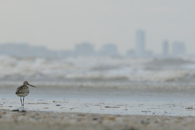 BUITEN BEELD Foto: 38957
