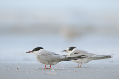 BUITEN BEELD Foto: 38963