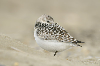 BUITEN BEELD Foto: 38964