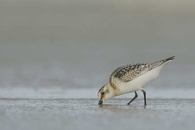 BUITEN BEELD Foto: 38966