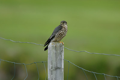 BUITEN BEELD Foto: 38969