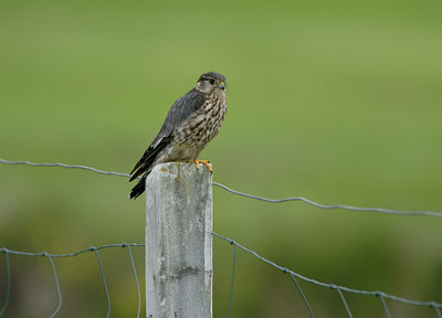 BUITEN BEELD Foto: 38970