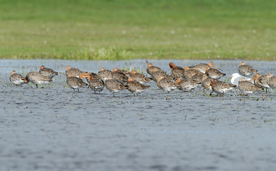 BUITEN BEELD Foto: 38974
