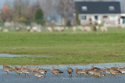BUITEN BEELD Foto: 38976