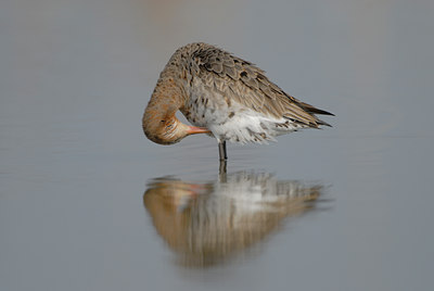 BUITEN BEELD Foto: 38977