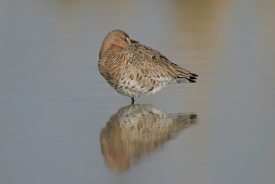 BUITEN BEELD Foto: 38978