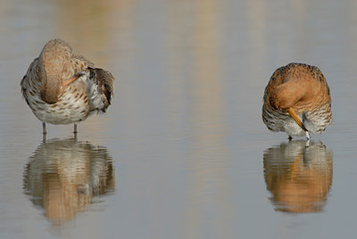 BUITEN BEELD Foto: 38979
