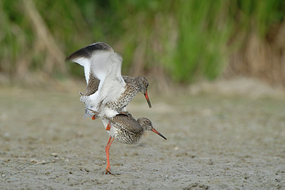 BUITEN BEELD Foto: 38981