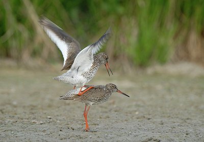 BUITEN BEELD Foto: 38982