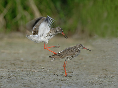 BUITEN BEELD Foto: 38984