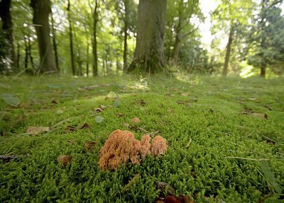 BUITEN BEELD Foto: 389489