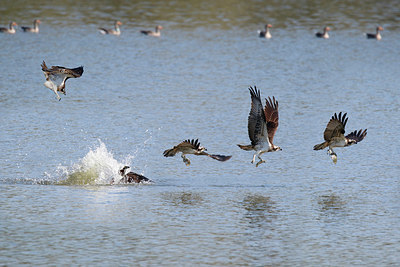 BUITEN BEELD Foto: 390826