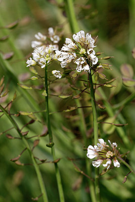 BUITEN BEELD Foto: 391550