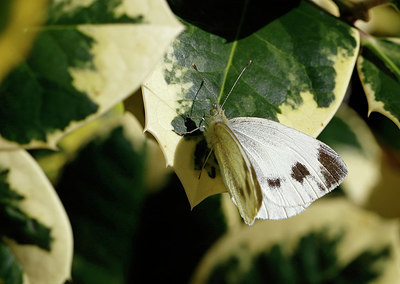BUITEN BEELD Foto: 391887