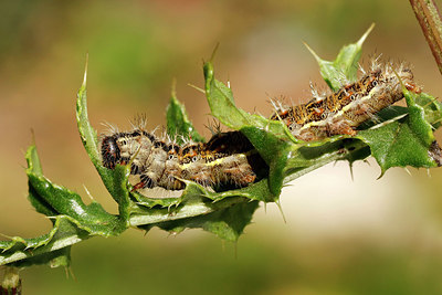 BUITEN BEELD Foto: 391918