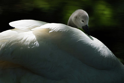 BUITEN BEELD Foto: 392301