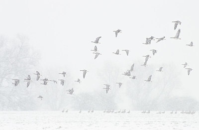 BUITEN BEELD Foto: 392303