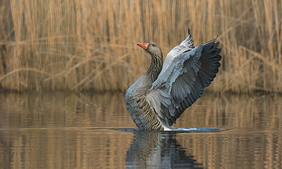 BUITEN BEELD Foto: 392307