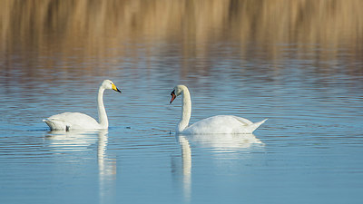 BUITEN BEELD Foto: 392309