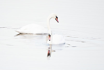 BUITEN BEELD Foto: 392314
