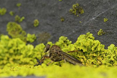 BUITEN BEELD Foto: 392360