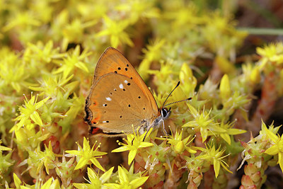 BUITEN BEELD Foto: 392400