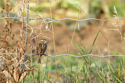 BUITEN BEELD Foto: 392573