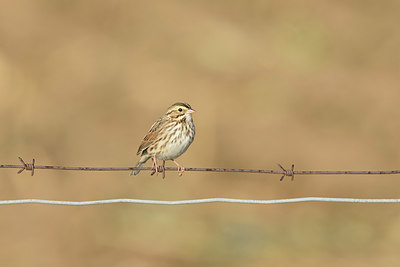 BUITEN BEELD Foto: 392578