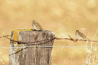 BUITEN BEELD Foto: 392580