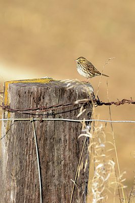 BUITEN BEELD Foto: 392581